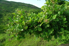 Rhus mysorensis